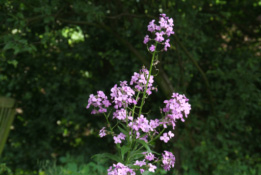 Hesperis matronalis Damastbloem  bestellen